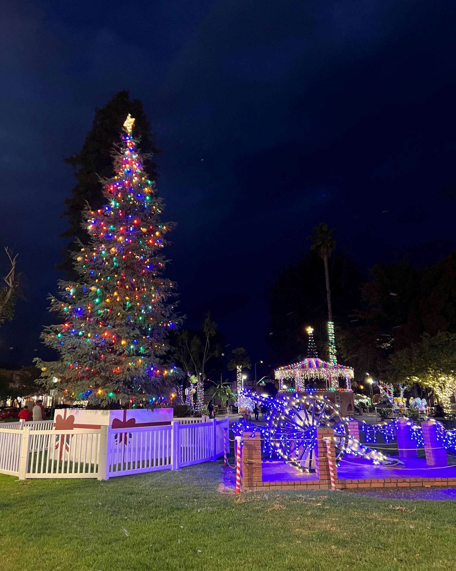 Photo of lit up Christmas tree at night in the City Plaza 