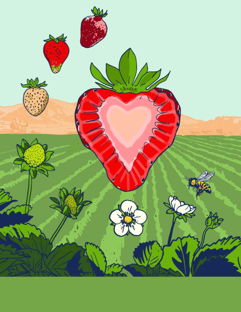 A drawing of several strawberries in an agricultural field 